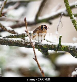 Ein Farbenfroher Goldfinch, Der Auf einer Filiale in einem Schneebedeckten Kirschbaum in einem Wintersturm in einem Garten in Alsager Cheshire England, Großbritannien, Steht Stockfoto