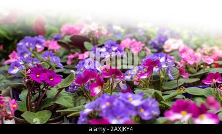 Hintergrund mit Blumenhintergrund, viele blühen blühende Saintpaulia violett in Blumentöpfen, lila lila frische natürliche Innenblumen. Weiße Flare Stockfoto