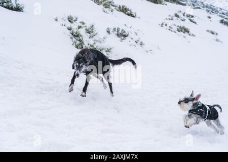 Zwei Hunde mit Mänteln, die im Schnee spielen und laufen Stockfoto