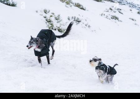 Zwei Hunde mit Mänteln, die im Schnee spielen und laufen Stockfoto