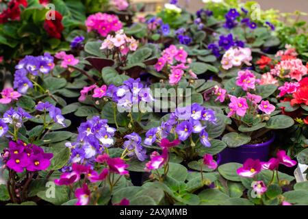 Viele blühen Saintpaulia violett in Blumentöpfen, magentafarbener lilafarbener lilafarbener frischer natürlicher Innenblumen. Hintergrundtapete mit Blumenmuster im Hintergrund Stockfoto