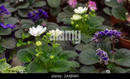 Mehrere Blumen von Saintpaulia violett in Blumentöpfen, frische natürliche Innenblumen mit weißen und violetten Blumen. Weiße violette Knospe Stockfoto