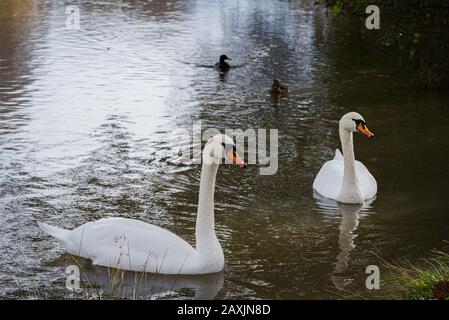 Zwei weiße Schwäne schwimmen im Winter friedlich und ruhig in einem Teich Stockfoto