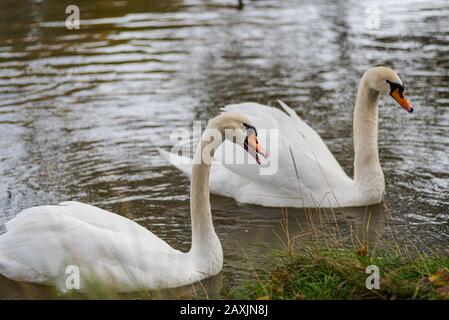 Zwei weiße Schwäne schwimmen im Winter friedlich und ruhig in einem Teich Stockfoto