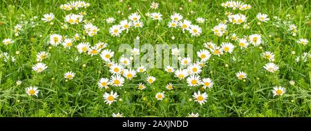 Weiße Gänseblümchen auf einer grünen Wiese. Panorama der blühenden Wildblumenwiese. Kamille gewöhnliche Heilpflanze, große Blüte an einem hohen dünnen Stielchen Stockfoto