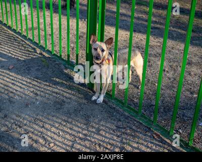 Familien-Hund will mit Kindern spielen, aber er kennt Regeln, er kann sich nicht auf dem Spielplatz anmachen und dann warten und zuschauen Stockfoto