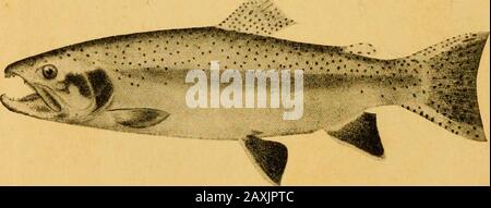 Natur und Wissenschaft an der Pazifikküste: Ein Leitbuch für wissenschaftliche Reisende im Westen. ^- ^##*###^^'s Golden Trout (Salmo aguahonita). In Asmall Stream, Golden Trout Creek, AboveVolcano Falls, im Hohen Süden SierraNevada, in Der Nähe von Mt. Whitney. Steelhead Trout (Salmo iridäus), FormerlyConsidered a Distinct Species, S. gairdneri;female. Wo Menschen des RainbowTrout Zugang zum Meer Erhalten, Glaubten sie AreNow, zu Ihrem NativeStream?s The Steelhead zurückzukehren. Rainbow Trout (Salmo iridäus): Männlich. Der Common Brook Trout of the Pacific States und der Westhang des S Stockfoto