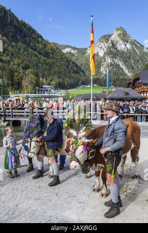 Aufkranzen", Zierde der Kühe nach Ankunft in Schönau, Viehtrieb ("Almabtrieb") am Königssee, Saletalm (im Besitz der Familie Resch), Berchtesgag Stockfoto