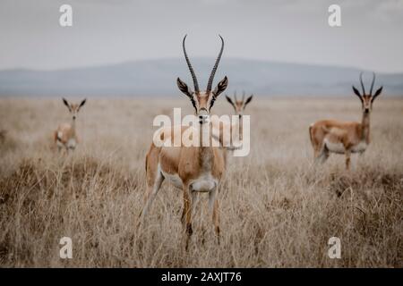 Eine Gruppe von Gazellen blickt nervös auf die Kamera und steht in einer Formation von älteren bis jüngeren Mitgliedern (von großen bis kleinen Hörnern), Serengeti Stockfoto