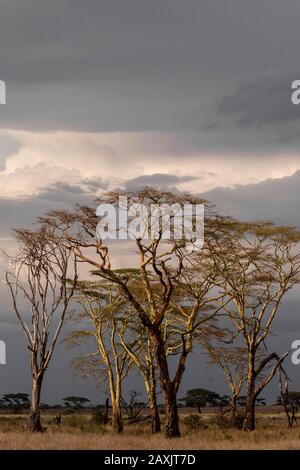 Trockene Bäume werden von der untergehenden Sonne, Serengeti National Park, Tansania, beleuchtet Stockfoto