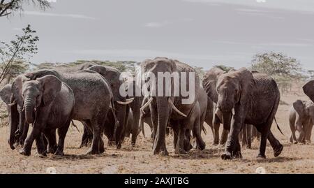 Unruhige und nervöse Elefantenherden, die im Serengeti-Nationalpark, Tansania, vorbeiziehen Stockfoto