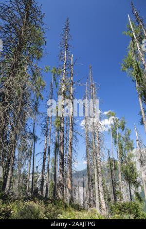 Bäume im Nationalpark Berchtesgadener Land, Schönau, Berchtesgadener Land, Oberbayern, Bayern, Süddeutschland, Deutschland, Europa Stockfoto