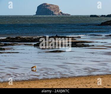 Milsey Bay, North Berwick, East Lothian, Schottland, Großbritannien. Februar 2020. Großbritannien Wetter: Ein kalter und winder, aber sonniger Morgen am Strand bei Ebbe mit dem Bass Rock Vulkanstecker am Horizont. Das Meer ist in den letzten Tagen vom Wind abgehackt. Ein Hund genießt einen Spaziergang am Strand Stockfoto