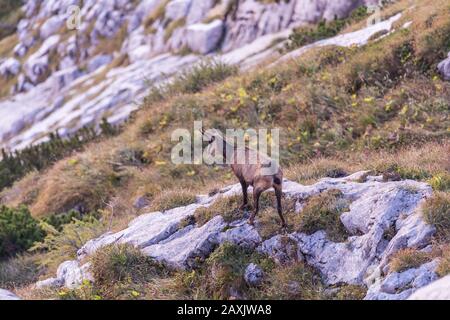 Chamois im Nationalpark Berchtesgaden, Watzmann-Massiv, Ramsau, Berchtesgadener Land, Oberbayern, Bayern, Süddeutschland, Deutschland, Europa Stockfoto