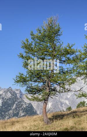 Lärchen vor dem Watzmann-Massiv, Blick von der alp Gotzenalm, Schönau am Königssee, Berchtesgadener Land, Oberbayern, Bayern, Südsee Stockfoto