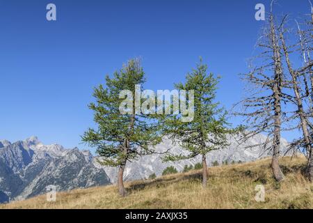 Lärchen vor dem Watzmann-Massiv, Blick von der alp Gotzenalm, Schönau am Königssee, Berchtesgadener Land, Oberbayern, Bayern, Südsee Stockfoto