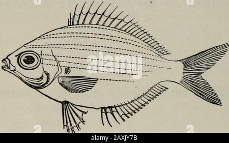 Transaktionen der Royal Society of New Zealand . le; rechter Rand wurde für die Stationen, anterior regelmäßig und columellar leicht gewölbt. (Petterd). Durchmesser, am größten, -9 Zoll; am wenigsten, 6; Höhe, -4; Öffnung, -6 Zoll lang, -4 breit.-Süd-Karori (T. W. K.) * Siehe Handbuch der neuseeländischen Molluska, S. 12. 308 Transaktionen. - Zoo loijij. XLII.-Ergänzungen zur Liste der Neuseeländischen Fische.By. T. W. Kirk, Assistent im Colonial Museum. [Lesen Sie vor der Wellington Philosophical Society, 10. Januar, 1880.] Im Oktober letzten Jahres wurde mir aufgefallen, dass in IslandBay, in der Nähe von Wellin, eine Schildkröte gefunden wurde Stockfoto