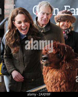 Die Duchess of Cambridge streicht bei einem Besuch der Ark Open Farm in Newtownards in der Nähe von Belfast einen Alpaka, wo sie sich mit Eltern und Großeltern zusammenfindet, um ihre Erfahrungen mit der Erziehung von Kleinkindern für ihre Frühkindliche Umfrage zu besprechen. Stockfoto