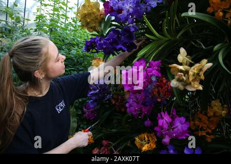 London UK 12. Februar 2010 Kew Gardens Orchids Festival, das die erstaunlichen mehr als 400 Arten indonesischer Orchideen feiert, die vom 175 Stockfoto