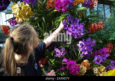 London UK 12. Februar 2010 Kew Gardens Orchids Festival, das die erstaunlichen mehr als 400 Arten indonesischer Orchideen feiert, die vom 175 Stockfoto