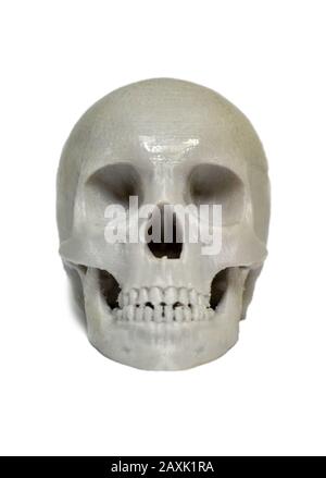 Schädel mit grauem Kunststoff auf einem 3D-Drucker bedruckt. Moderne 3D-Drucktechnologie. Isoliert auf weißem Hintergrund. Stockfoto