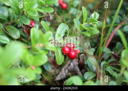 Rote Beeren im wilden finnischen Nordwald. Makro Preiselbeeren mit grünen Blättern auf felsigem, verschwommenem Hintergrund. Essen sammeln. Natürliche Zutaten. Nic Stockfoto