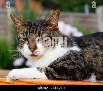 Eine hauseigene kurzhaarige Tabby-Katze, die auf einer Picknickbank in einem englischen Garten sitzt. Stockfoto