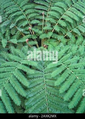 Sehenswürdigkeiten in den Gärten von Monte, Funchal, Madeira, Europäische Union Stockfoto