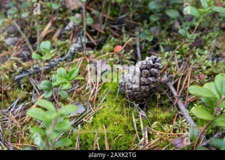 Wilder nordtiefschweden Wald Natur Kiefernkegel und buntes Moos, Gras Nahaufnahme Makro schöner Hintergrund Stockfoto