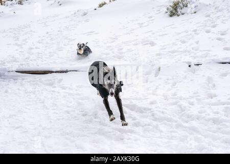 Zwei Hunde mit Mänteln, die im Schnee spielen und laufen Stockfoto