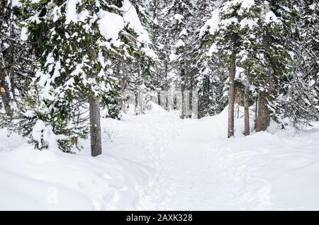 Verlasser Weg durch einen Bergwald, der an einem Wintermorgen in tiefem Schnee bedeckt ist Stockfoto