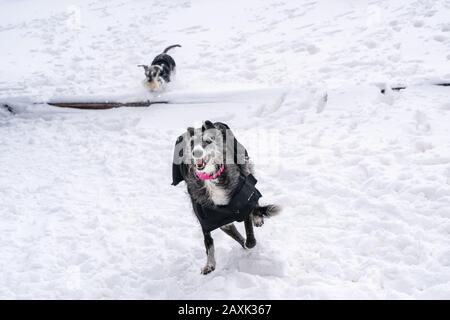 Zwei Hunde mit Mänteln, die im Schnee spielen und laufen Stockfoto