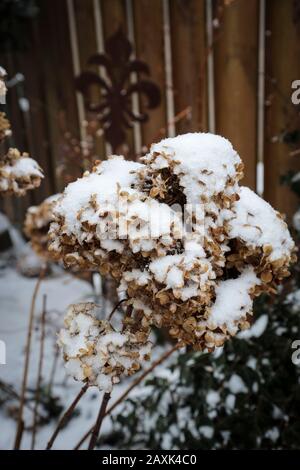 Hydrangea blüht im Schnee Stockfoto