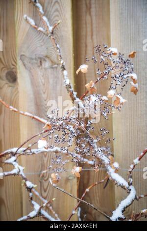 Verzweigungen einer Kletterhydrangea im Winter, verschneit Stockfoto