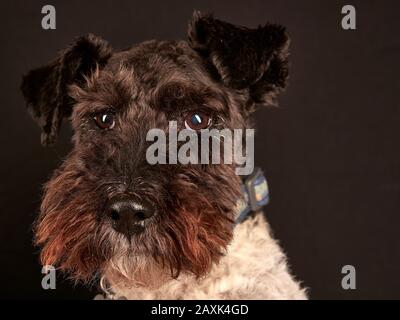 Jack Russell Terrier Cross Airedale Hund. Schwarz-weiß mit blauem Kragen, Kopf und Hals auf schwarzem Grund. Stockfoto