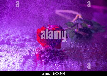 Romantische rote Rose bei Regen, violette Lichter fielen auf dem Straßenboden Stockfoto