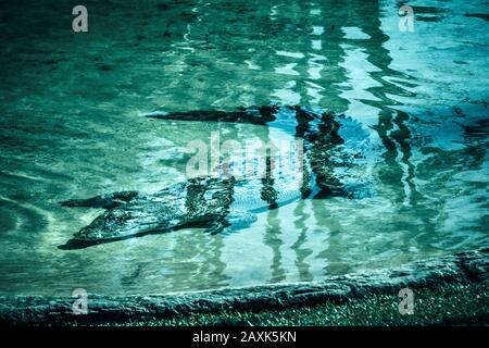 Australien, Salzwasserkrokodil im Wasser Stockfoto