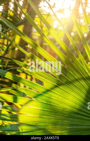 Australien, Mission Beach, Pflanzen, Vegetation, Dschungel Stockfoto