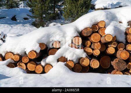 In Deutschland sind in der Winterzeit Holzstämme von Schnee bedeckt Stockfoto