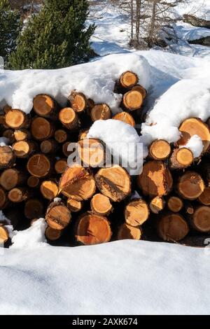 In Deutschland sind in der Winterzeit Holzstämme von Schnee bedeckt Stockfoto