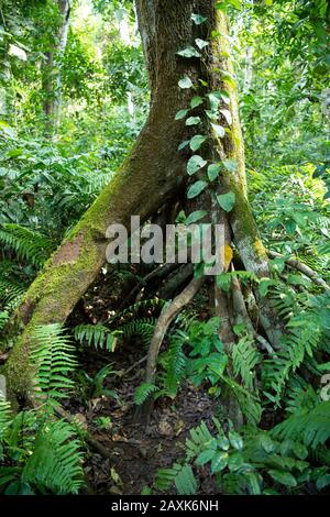 Baumwurzeln, Ngezi Forest Reserve, Pemba Island, Sansibar-Archipel, Tansania Stockfoto