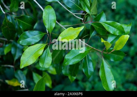 Nelkenbaum, Ngezi Forest Reserve, Pemba Island, Sansibar-Archipel, Tansania Stockfoto