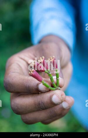 Nelken aus einem Nelkenbaum, Ngezi Forest Reserve, Pemba Island, Sansibar-Archipel, Tansania Stockfoto