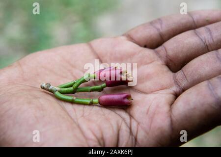 Nelken aus einem Nelkenbaum, Ngezi Forest Reserve, Pemba Island, Sansibar-Archipel, Tansania Stockfoto