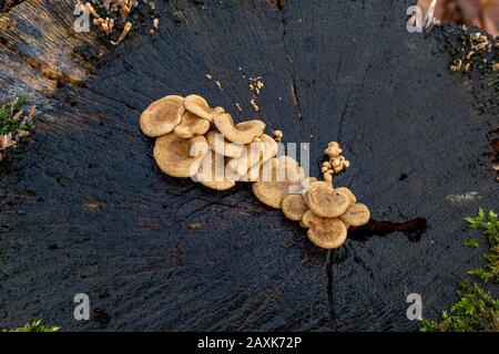 Nahaufnahme von Pilzen in der natürlichen Umgebung - Waldpilz - im Herbst, bewölkt am Tag Stockfoto