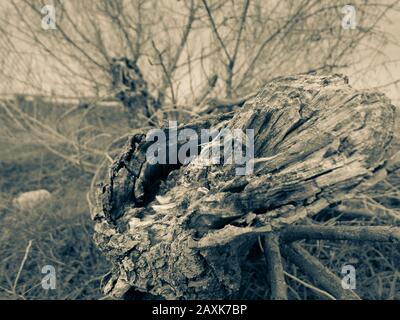 Alter umgestürzter Baum, Detail eines zerbrochenen Stammes mit kurzer Feldtiefe. Stockfoto