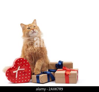 Lustige Erwachsene Ingwerkatze, die inmitten von Kisten sitzt, die in braunem Papier gewickelt und mit Seidenband, Geschenken und einem Tier auf weißem Hintergrund, Bir, gefesselt sind Stockfoto