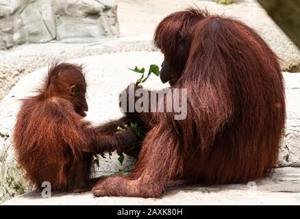 Eltern- und Kinderorangutane genießen zusammen eine Mahlzeit mit grünen Blättern. Stockfoto