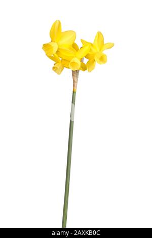 Stamm mit vier gelben Blumen eines Narzissus triandrus daffodil Hybrid-Kultivars isoliert vor weißem Hintergrund Stockfoto