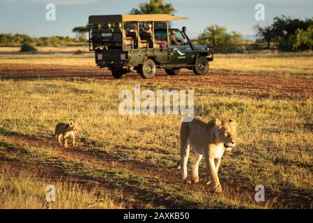 Lioness spaziert am Truck vorbei, gefolgt von Cub Stockfoto